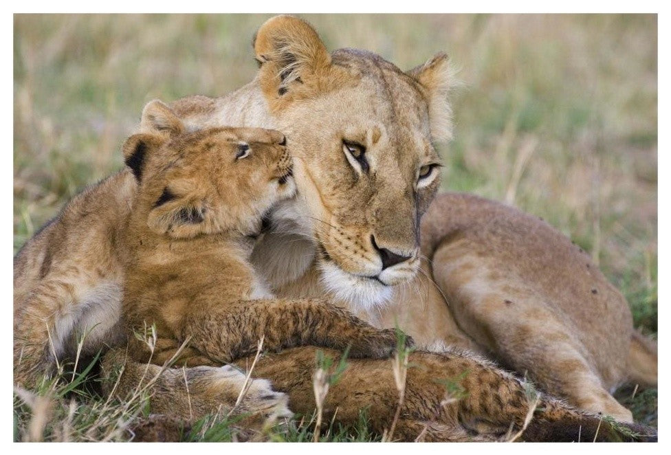 "Lion mother and young cubs, Masai Mara National Reserve" Paper Art, 32"x22"