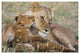"Lion mother and young cubs, Masai Mara National Reserve" Paper Art, 32"x22"