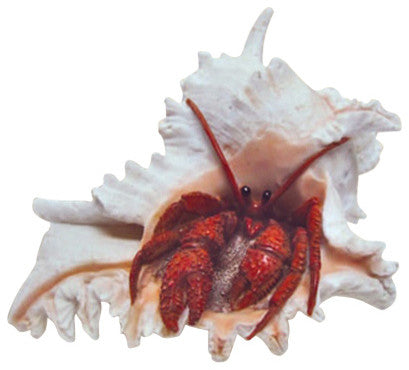 Crab in Shell Sculpture