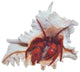 Crab in Shell Sculpture