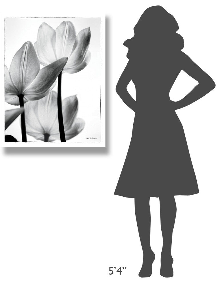 "Translucent Tulips III" Digital Paper Print by Debra Van Swearingen, 26"x34"