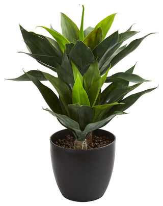 Full shot on white background showing the plant in its pot; complete product visible, suitable as an alternate white-full image.