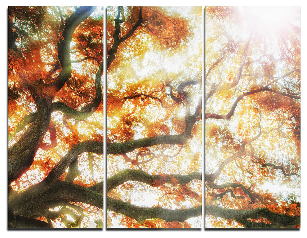 "Big Tree" Photography Glossy Metal Wall Art, 3 Panels, 36"x28"