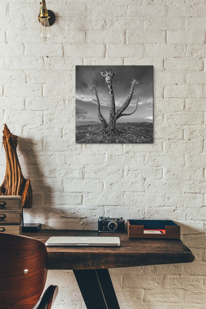 "Giratree" Giclee Canvas Wall Art, 12"x12"