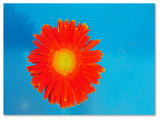 'Orange and Blue' Canvas Art by Kurt Shaffer