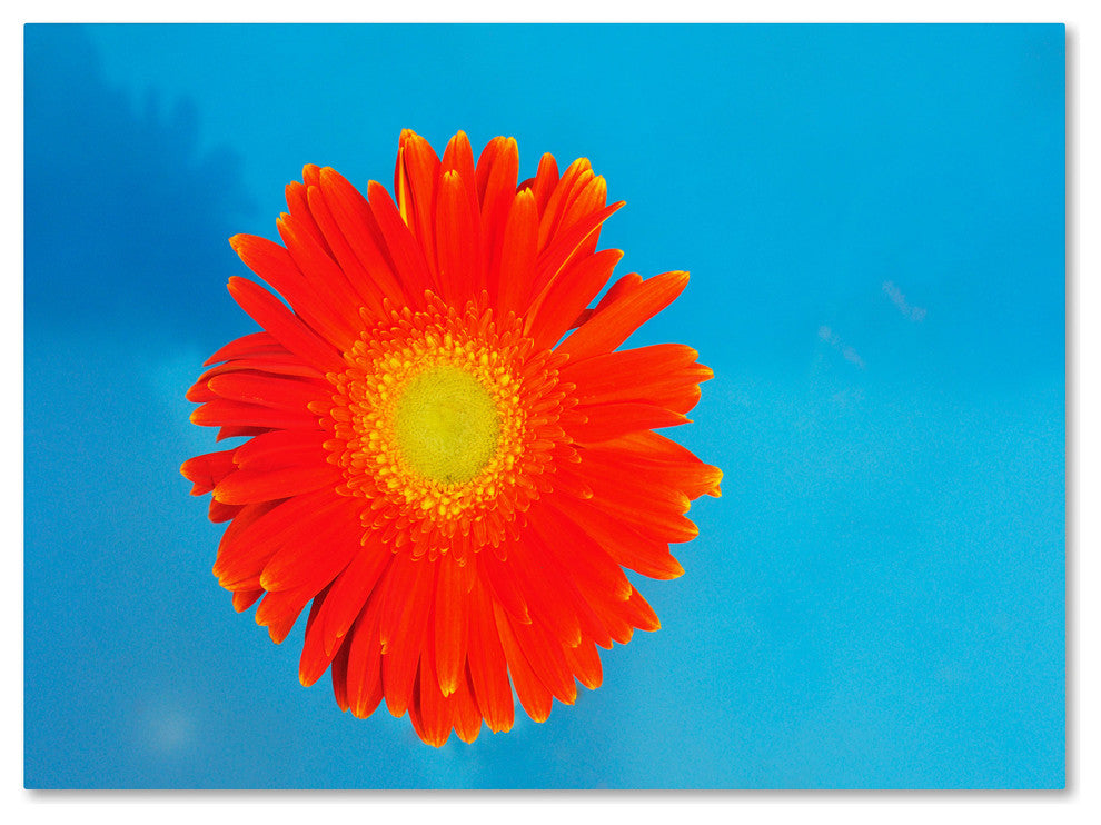 'Orange and Blue' Canvas Art by Kurt Shaffer