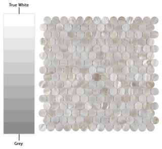 Conchella Mini Penny White Natural Shell Wall Tile