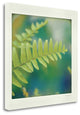 "Natures Fern I" By Sue Schlabach, Giclee Print on Gallery Wrap Canvas