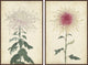Spaghetti Blooms Diptych, 24x18