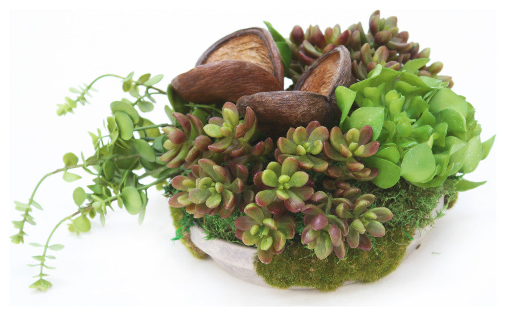 Succulents in Mossed Saucer