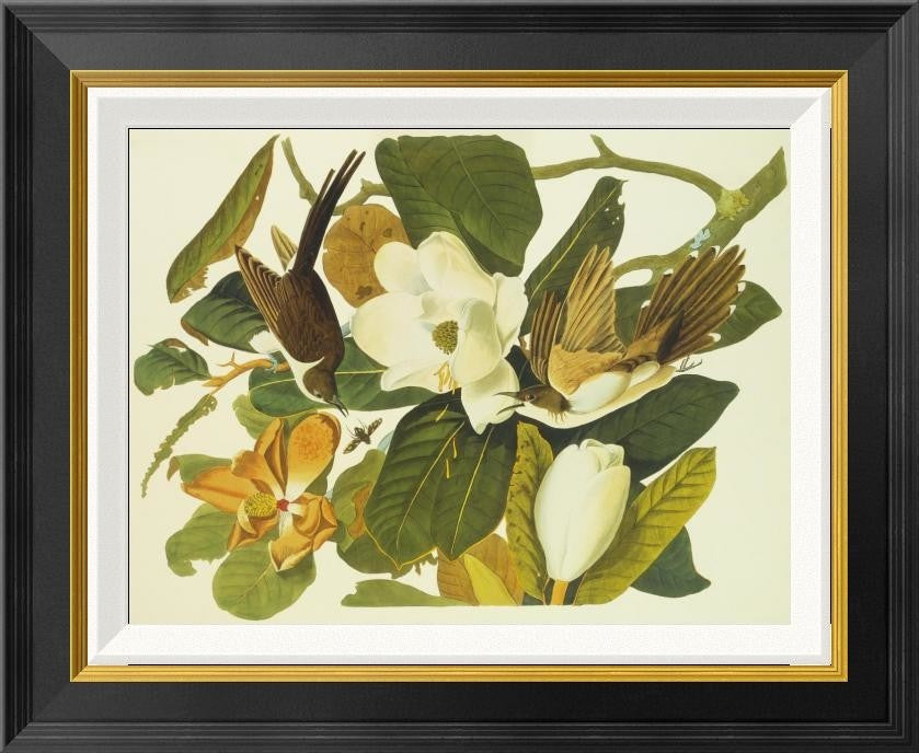 "Black-Billed Cuckoo" Framed Canvas Giclee by John James Audubon, 22"x18"