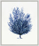 Sapphire Sealife 1, Giclee Reproduction Artwork