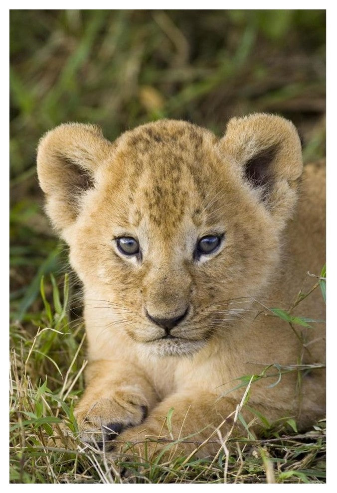 "African Lion 5 week old cub, vulnerable, Masai Mara Reserve" Paper Art, 42"x62"