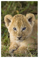 "African Lion 5 week old cub, vulnerable, Masai Mara Reserve" Paper Art, 42"x62"
