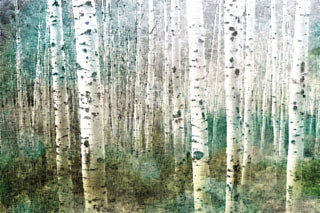 "Aspen Green" Fine Art Canvas Print, 60"x40"