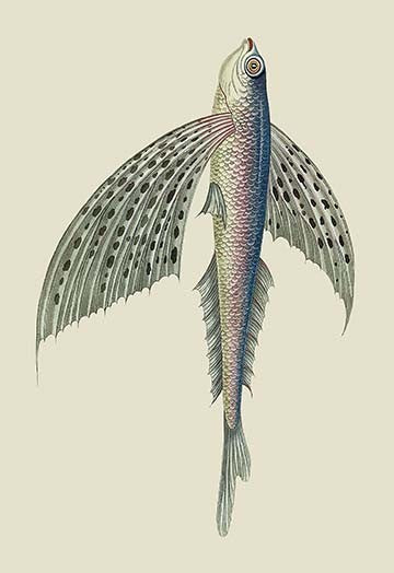 Winged Fish- Fine Art Giclee Print 24" x 36"
