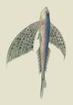 Winged Fish- Fine Art Giclee Print 24" x 36"