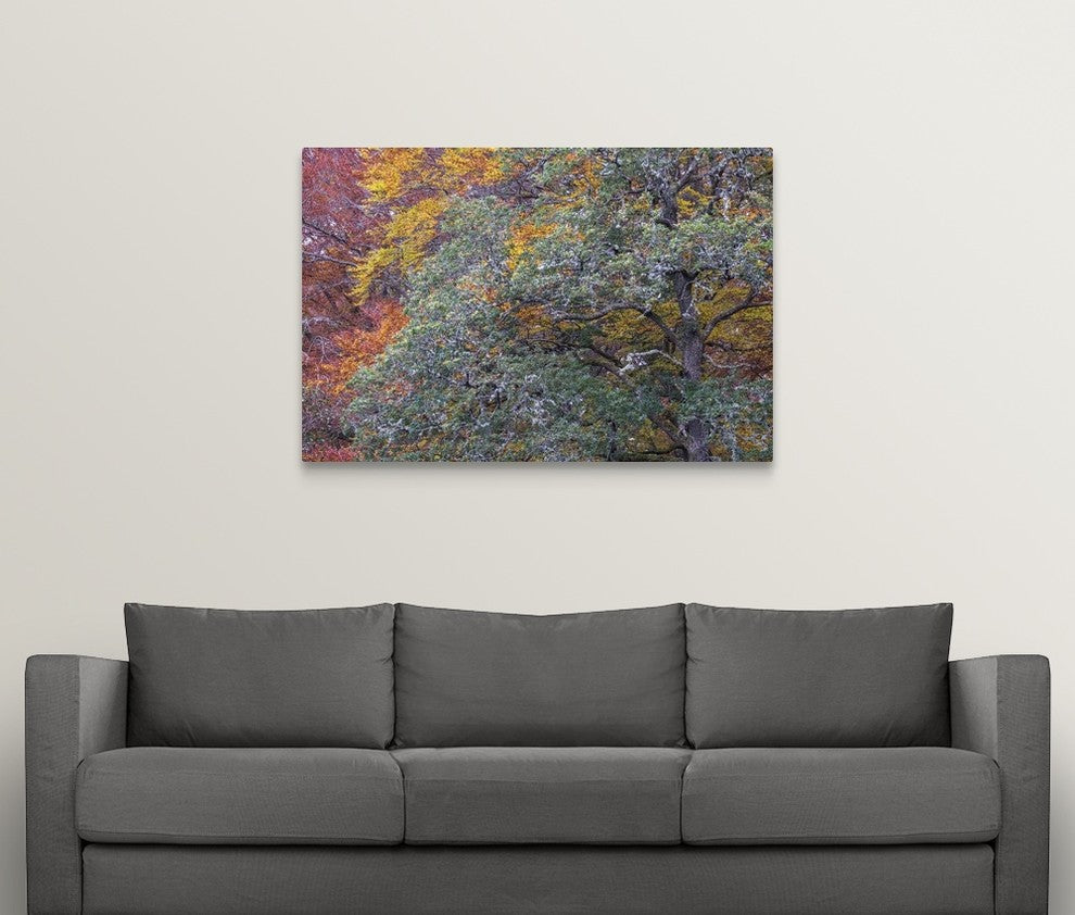"Autumns Progress" Wrapped Canvas Art Print, 48"x32"x1.5"