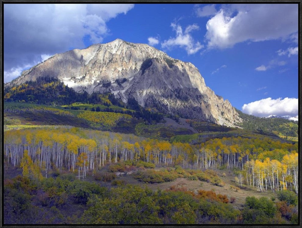 "Fall colors at Gunnison National Forest, Colorado"  by Tim Fitzharris, 33x25"