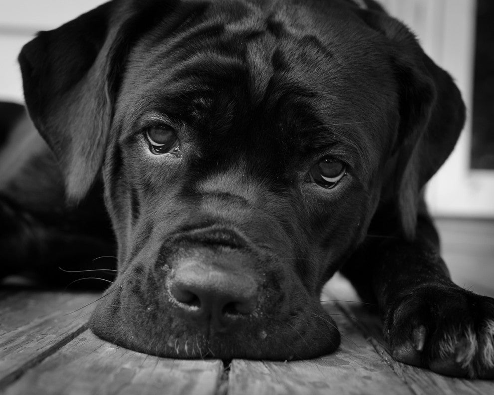 Black Cane Corso on Porch Black & White Dog Photograph Unframed Wall Art Print, 8" X 10"