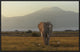 Under The Roof Of Africa, 30"x20"