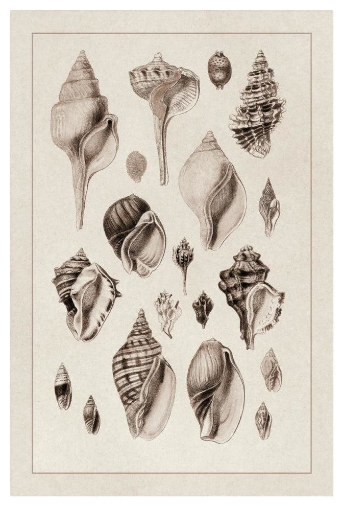 "Shells: Sessile Cirripedes #3 (Sepia)" Paper Print by G.B. Sowerby, 34"x50"