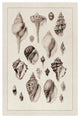 "Shells: Sessile Cirripedes #3 (Sepia)" Paper Print by G.B. Sowerby, 34"x50"