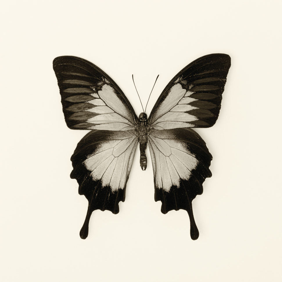 "Butterfly Iii Bw Crop" Art Block Framed Canvas, 20"x20"