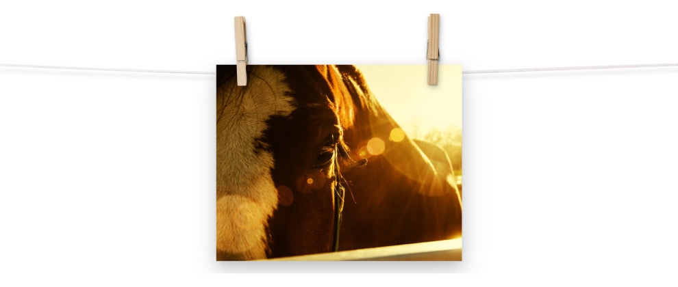 Evening Flare Horse Photograph Unframed Wall Art Print, 8" X 10"