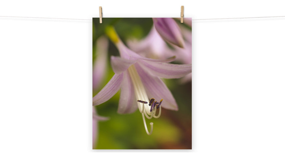 Close-up Hosta Bloom Nature Photography, Floral Unframed Wall Art Print, 18" X 24"