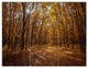 Sunset in Yellow Autumn Forest, Modern Forest Canvas Art, 36x28, 3 Panels