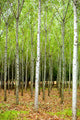 "Into the Woods, Nine" Canvas, 20"x30"