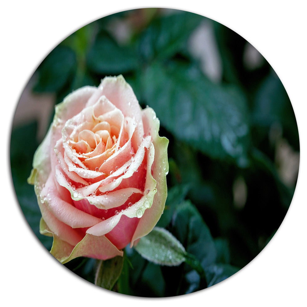 Red And Orange Rose Flower Close-Up, Floral Round Wall Art, 11"