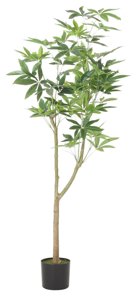Coles Artificial Money Tree, Green, 35.4wx31.5dx70.9h