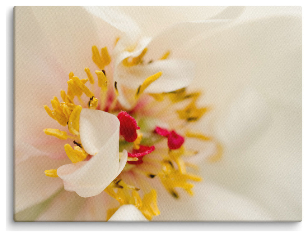 Eye of Peony Floral Nature Photography Canvas Wall Art Print, 18" X 24"
