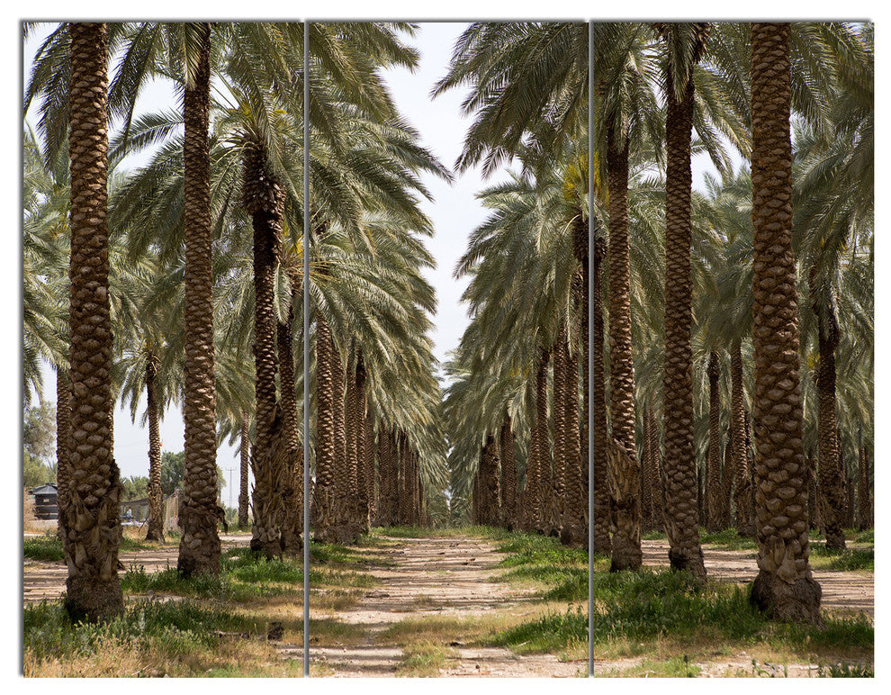 Date Palm Plantation Photography, Modern Forest Canvas Art, 36x28, 3 Panels