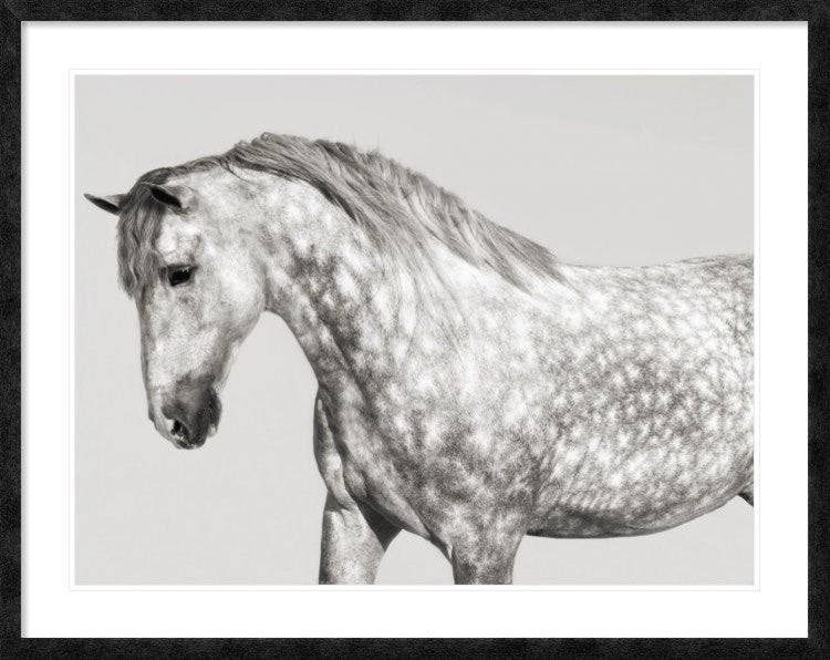 "Leia, Andalusian Pony" Framed Digital Print by Pangea Images, 48x38"