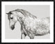 "Leia, Andalusian Pony" Framed Digital Print by Pangea Images, 48x38"