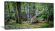 "Dense Moss Forest in Green" Landscape Art Print Canvas, 32"x16"