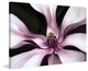 "Intimate Bloom" Painting Print on Canvas by Robertson