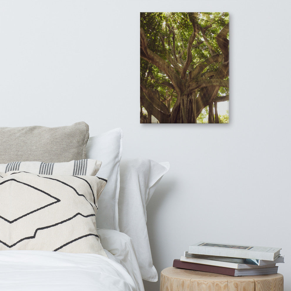 Banyan Tree With Glory Rays of Sunlight Botanical Photo Canvas Print, 16" X 20"