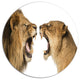 Lion And Lioness Roaring, Animal Disc Metal Wall Art, 36"