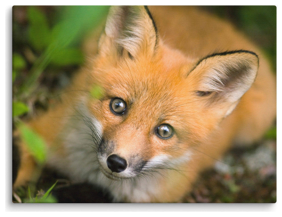 Young Red Fox Face Animal Wildlife Nature Photograph Canvas Wall Art Prints, 18" X 24"