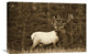 "Elk Or Wapiti Male Portrait, North America - Sepia" Artwork, 24" x 18"