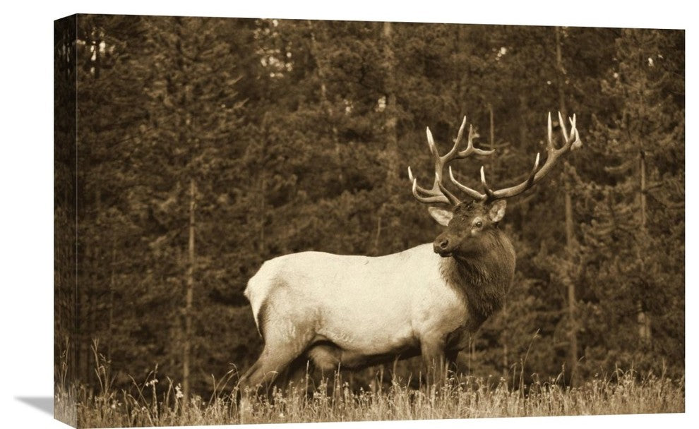 "Elk Or Wapiti Male Portrait, North America - Sepia" Artwork, 24" x 18"