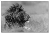 Massimo Mei 'The King Is Alone' Canvas Art, 30x47