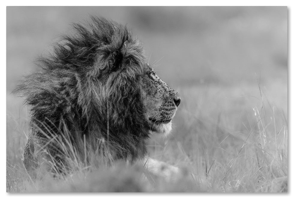 Massimo Mei 'The King Is Alone' Canvas Art, 30x47