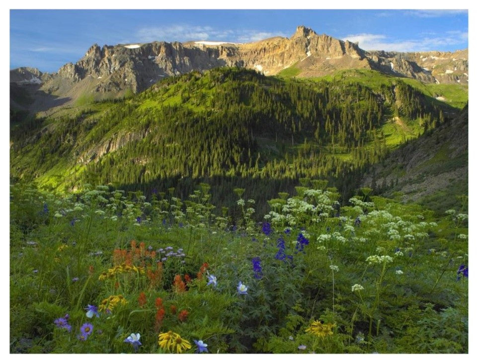 "Wildflower meadow, Mt Sneffels Wilderness, Yankee Boy Basin" Paper Art, 26"x20"