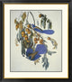 "Florida Jay" Framed Digital Print by John James Audubon, 35x40"