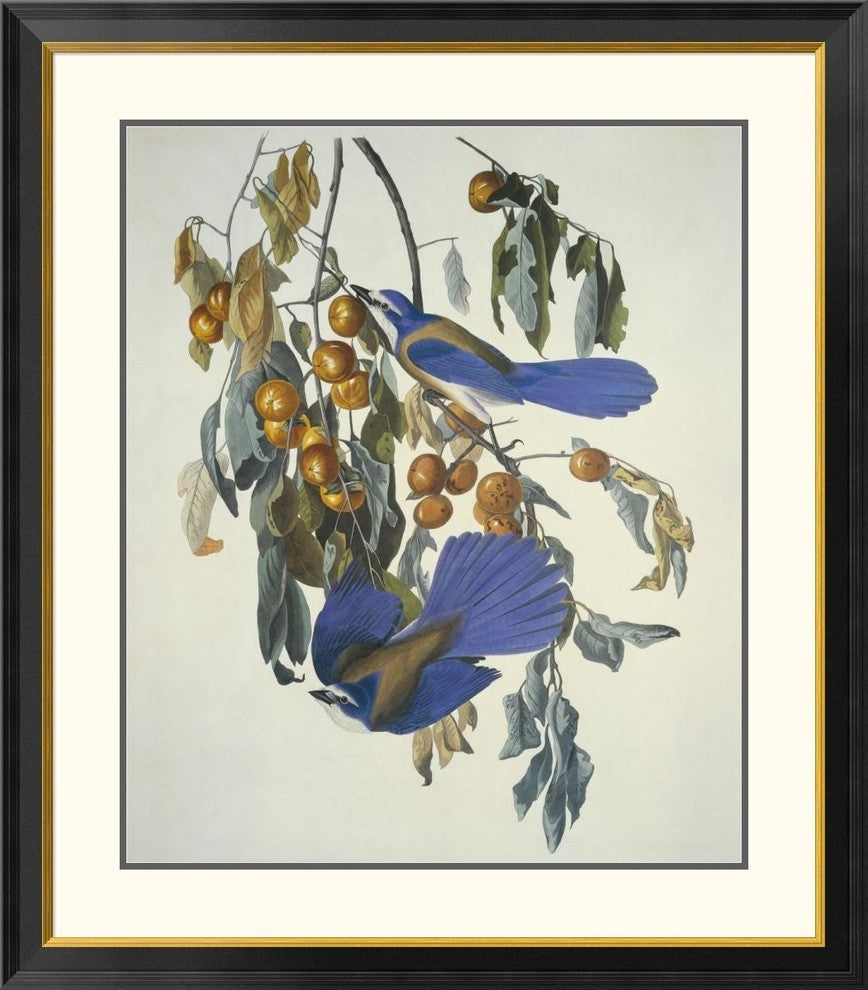 "Florida Jay" Framed Digital Print by John James Audubon, 35x40"